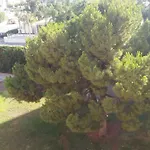 Castle דירה